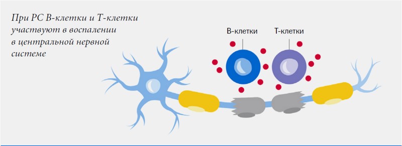 B-клетки и T-клетки