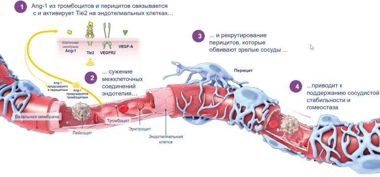 Рис 2